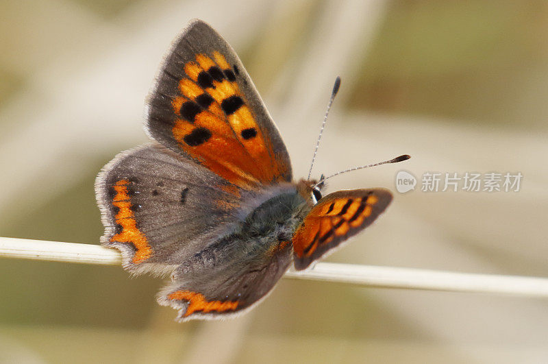 小铜蝶(Lycaena phlaeas)雌